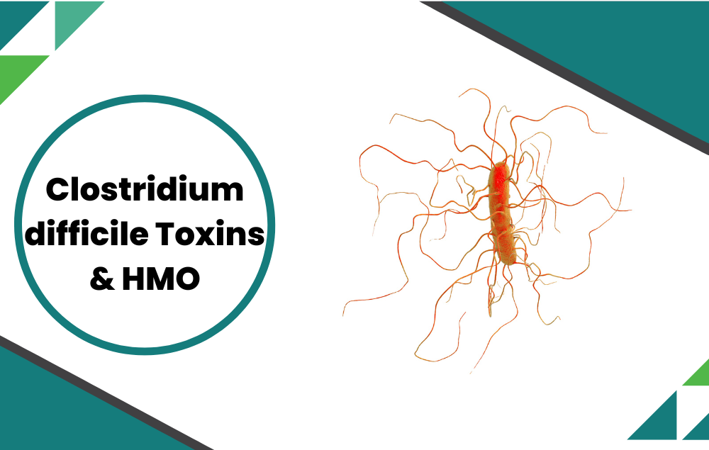 HMO & C. Difficile Toxins Biding