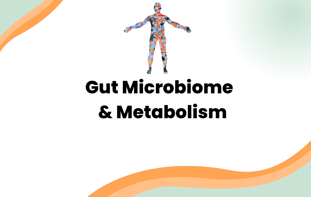 How Does the Gut Microbiome Affect Absorption and Metabolism?