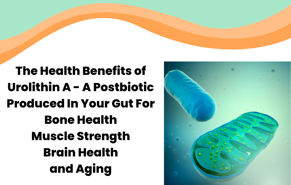Layer Orignin - The Health Benefits of Urolithin A - A Postbiotic Produced In Your Gut - for Bone, Muscle, Brain Health, and Aging