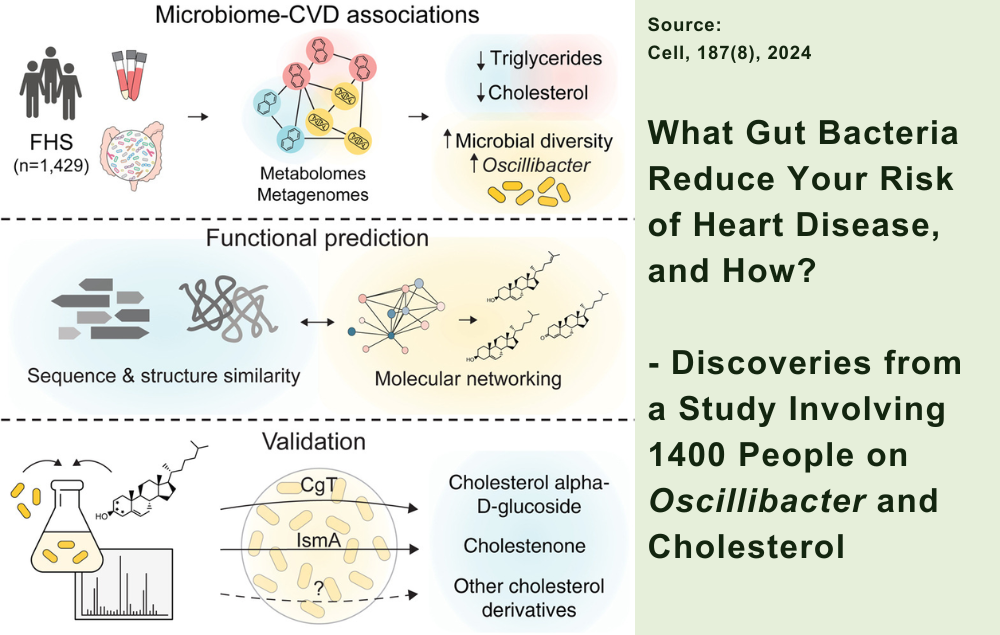 What Gut Bacteria Reduce Your Risk of Heart Disease, and How? Discoveries from a Study Involving 1400 People on Oscillibacter and Cholesterol