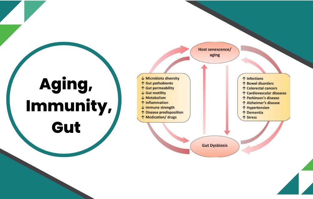 Aging, Gut Microbiome, and Immunity - Layer Origin Nutrition