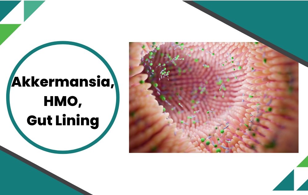 Akkermansia muciniphila Uses Human Milk Oligosaccharides to Thrive in Early Life, According to Research - Layer Origin Nutrition