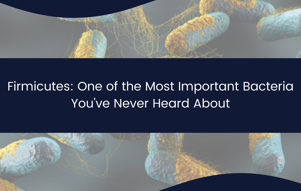 Firmicutes: One of the Most Important Bacteria You've Never Heard About - Layer Origin Nutrition