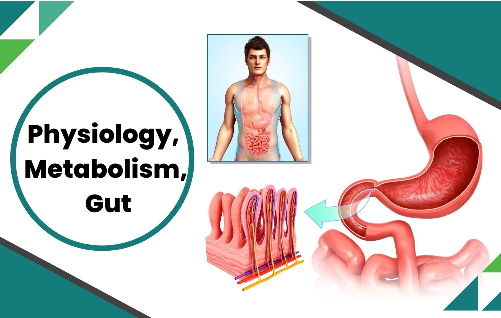 How Your Body’s Physiology and Metabolism Shape Your Gut Microbiome? – Examining an Overlooked Factor - Layer Origin Nutrition