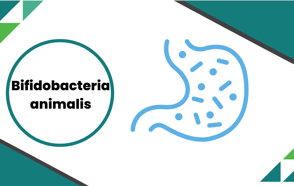 What is Bifidobacteria animalis and its effect on human health? - Layer Origin Nutrition