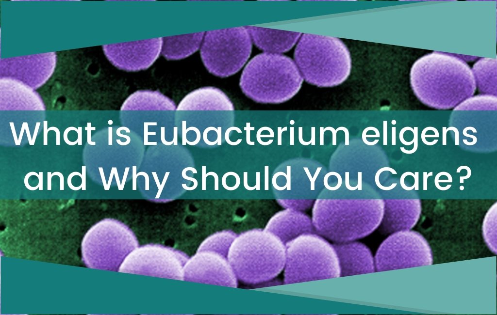 What is Eubacterium eligens and Why Should You Care? - Layer Origin Nutrition