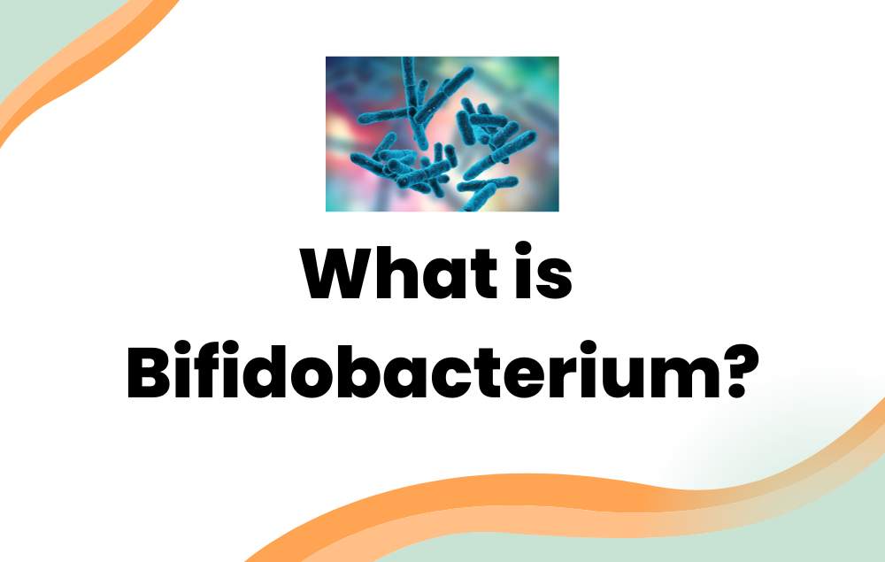 What is Bifidobacterium?