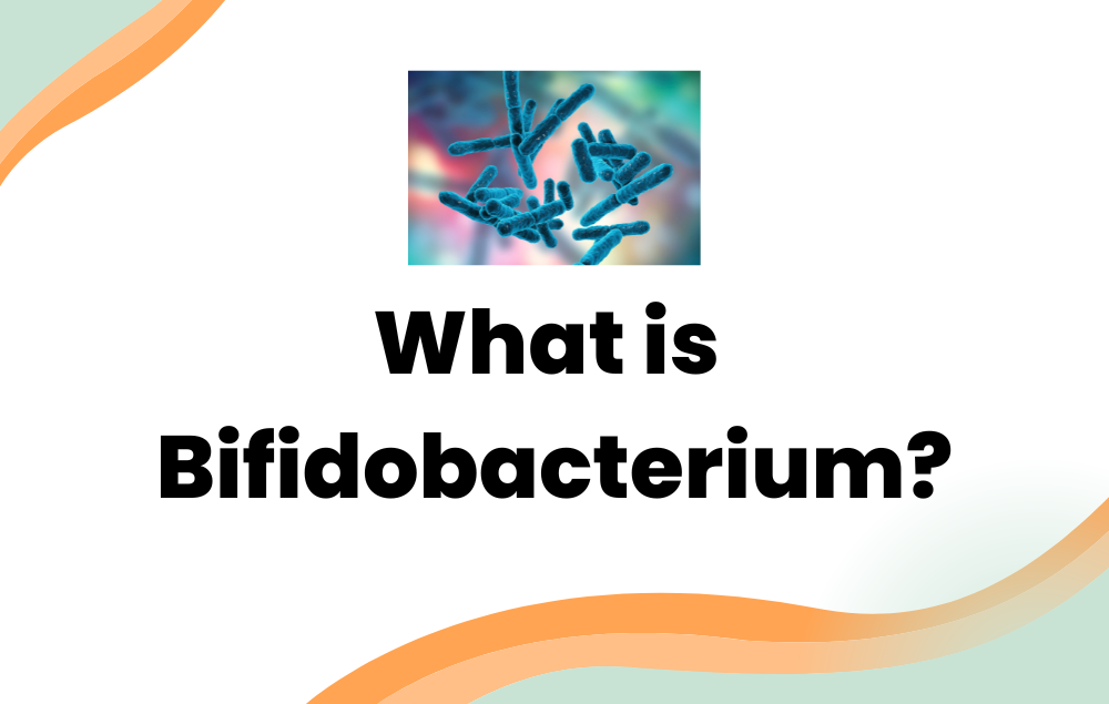 What Is Bifidobacterium? - Layer Origin Nutrition