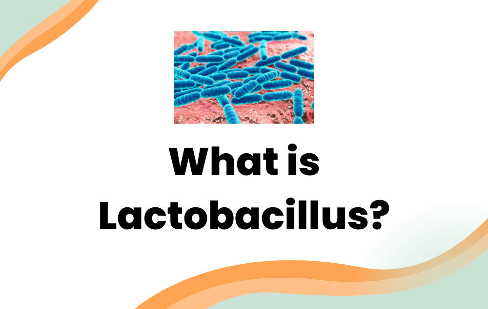 What is Lactobacillus? Layer Origin Nutrition