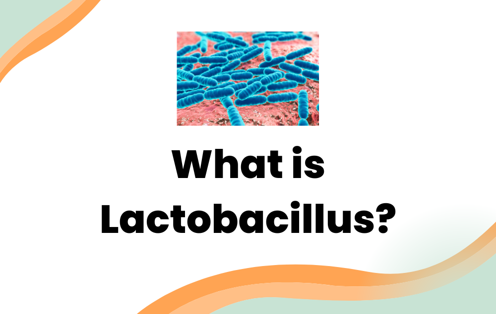 What is Lactobacillus?