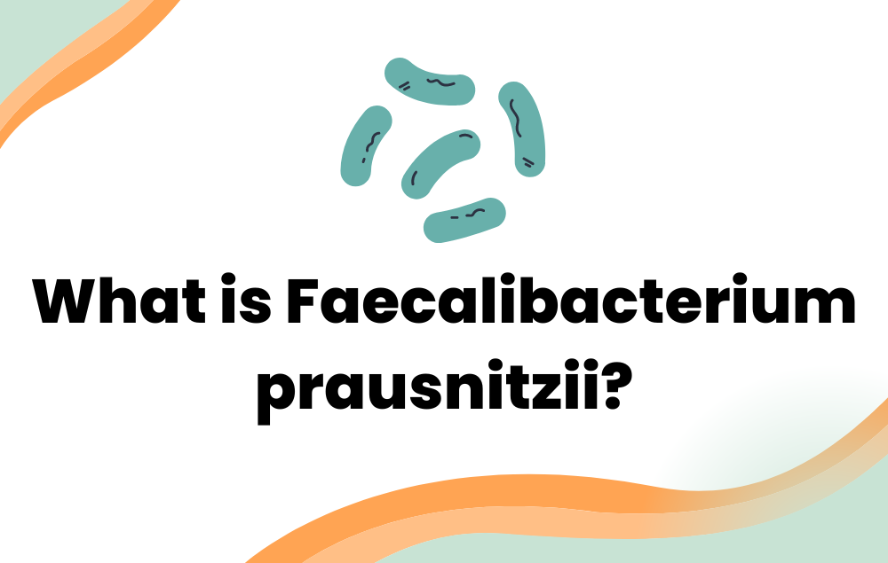 What is Faecalibacterium prausnitzii?