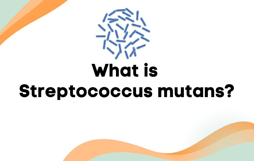 What is Streptococcus mutans?