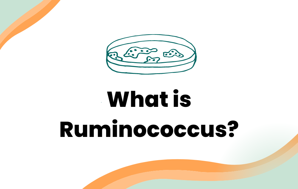 What is Ruminococcus?