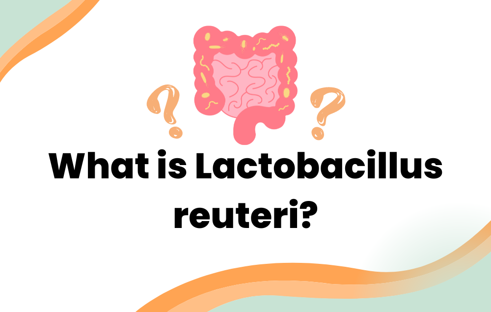 What is Lactobacillus reuteri?