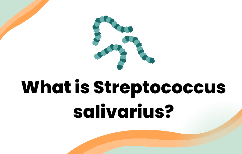 What Is Streptococcus Salivarius