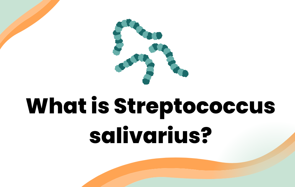 What is Streptococcus salivarius?