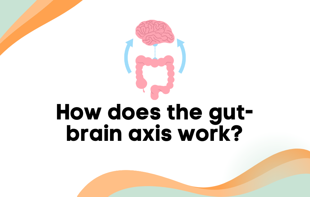 How does the gut-brain axis work?