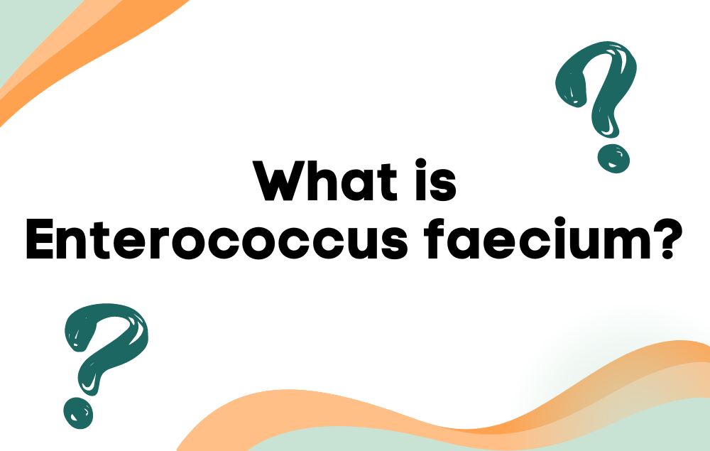 What is Enterococcus faecium?