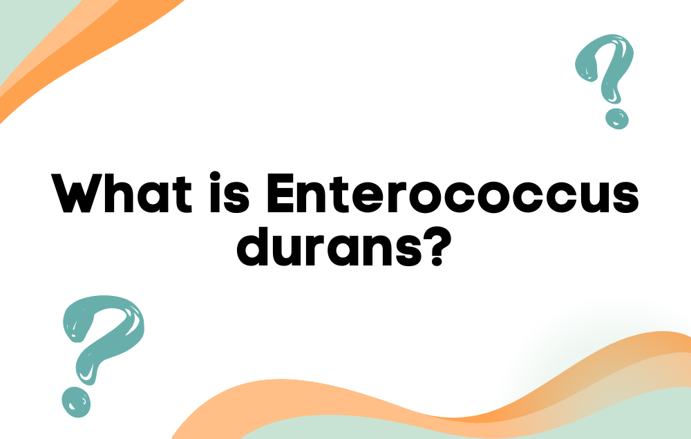 What is Enterococcus durans?