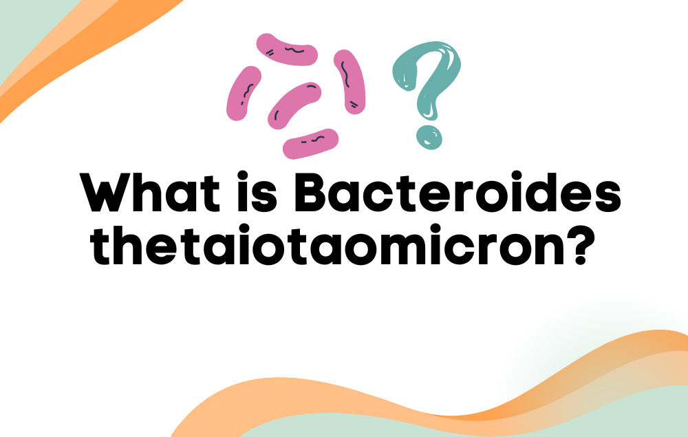What is Bacteroides thetaiotaomicron?