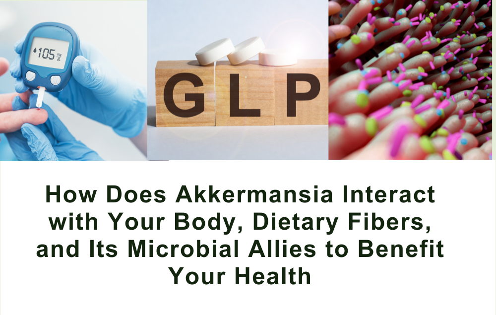 How Does Akkermansia Interact with Your Body, Dietary Fibers, and Its Microbial Allies to Benefit Your Health