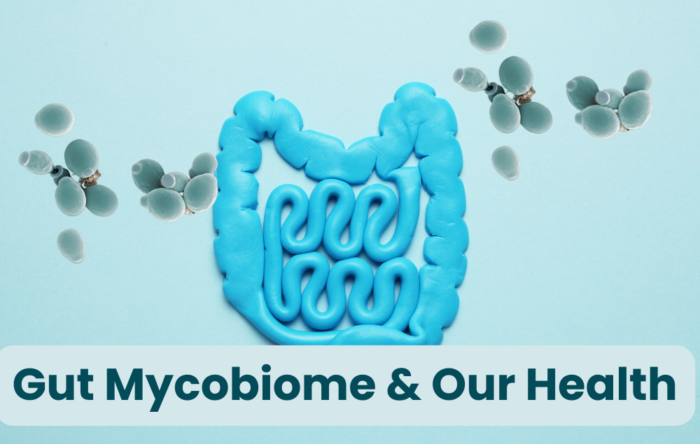 How The Gut Mycobiome Can Promote and Maintain Health