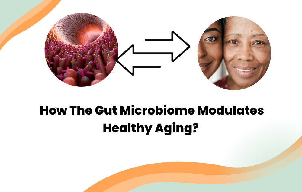 How The Gut Microbiome Modulates Healthy Aging - Cover Image
