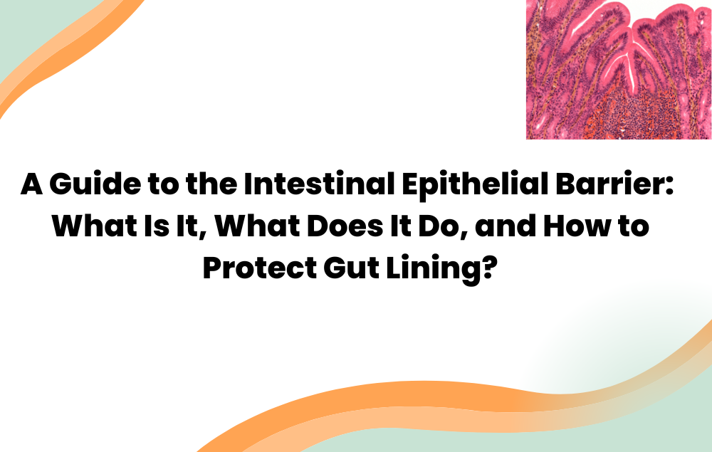 A Guide to the Intestinal Epithelial Barrier: What Is It, What Does It Do, and How to Protect Gut Lining?