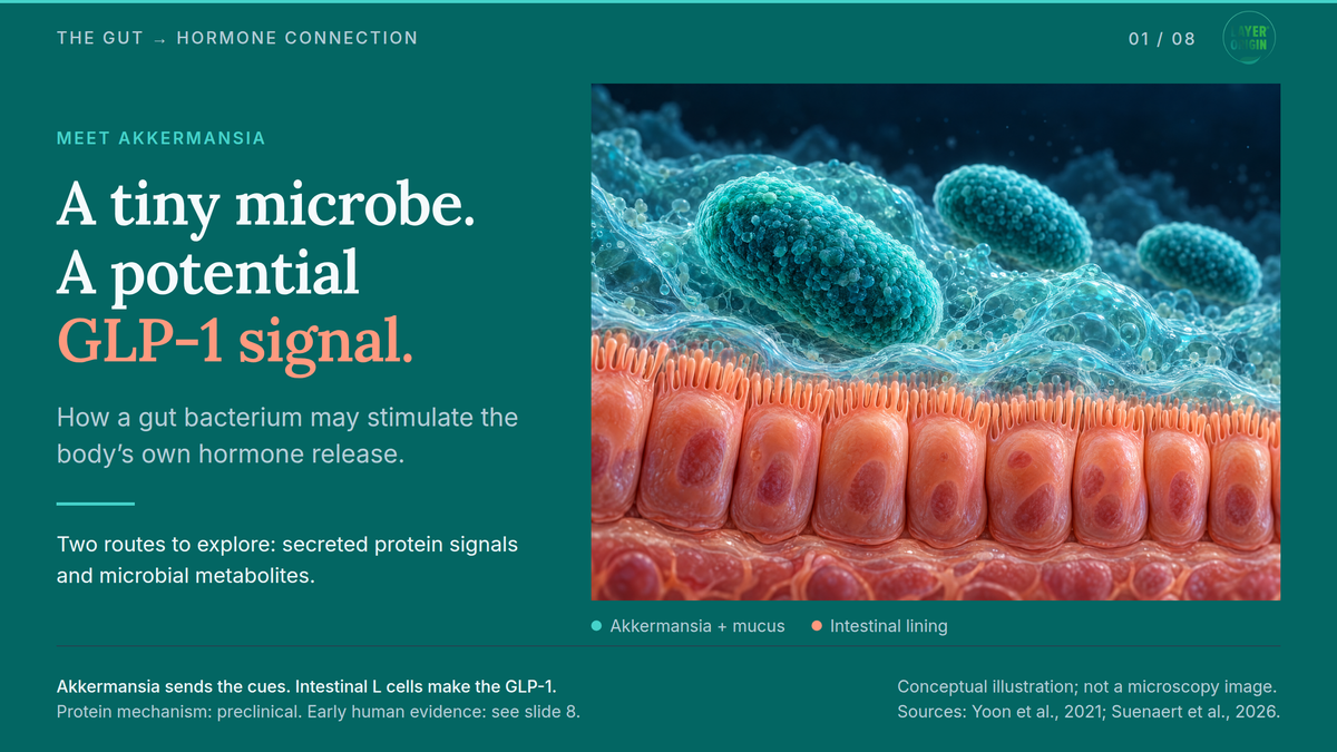 How Akkermansia Stimulates GLP-1 Secretion? - A Slide Show for Health Practitioners 
