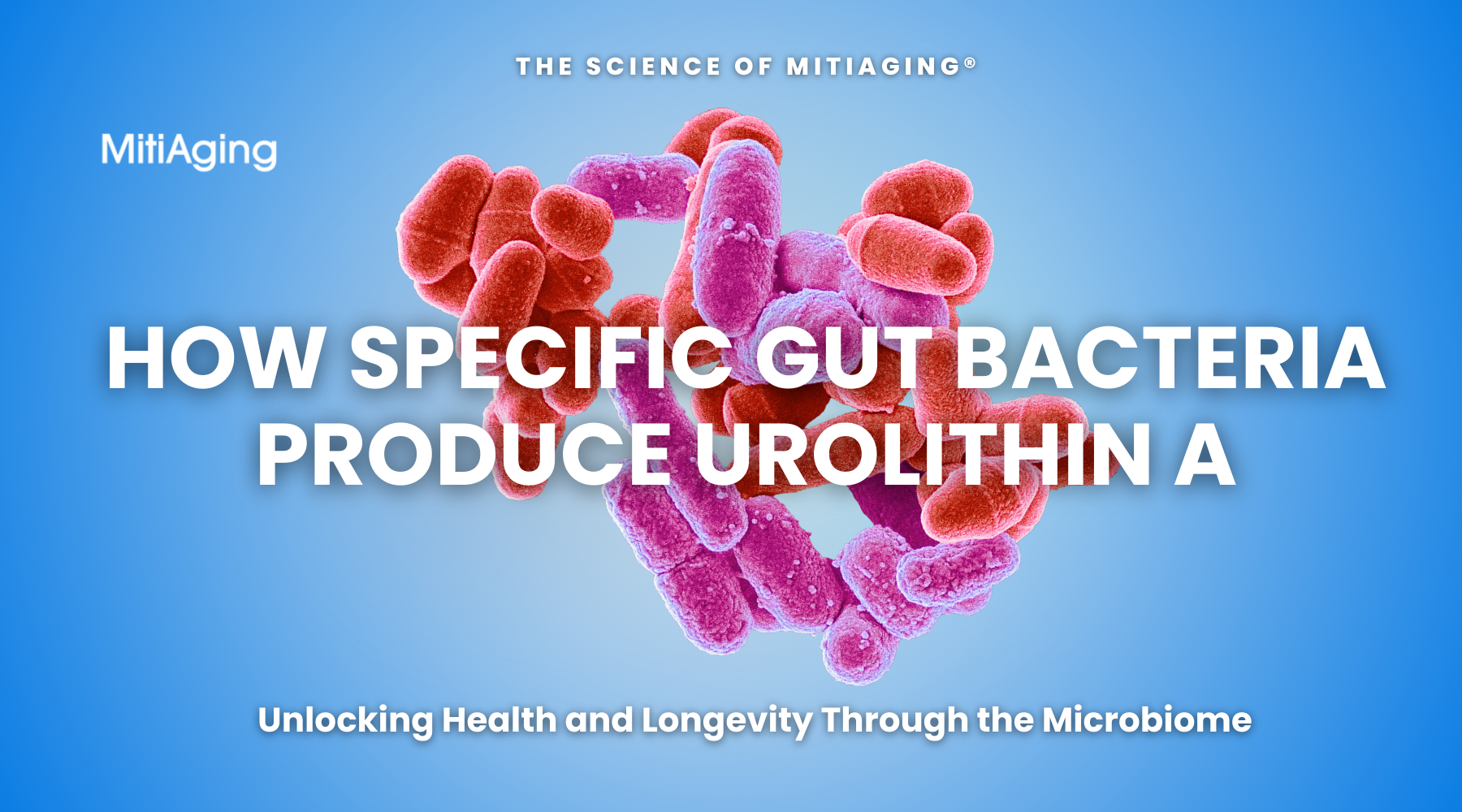 How Specific Bacteria Produce Urolithin A and B for Health and Longevity