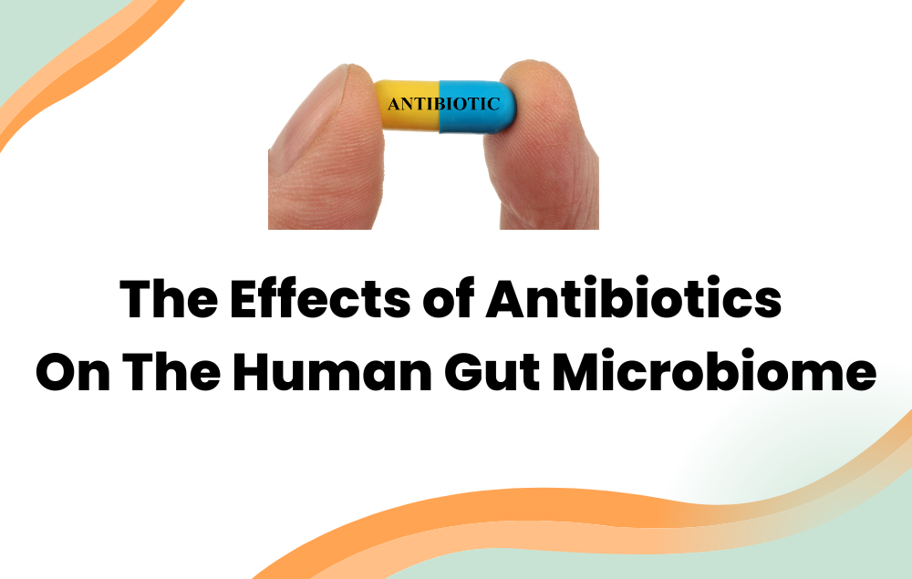 The Effects of Antibiotics On The Human Gut Microbiome
