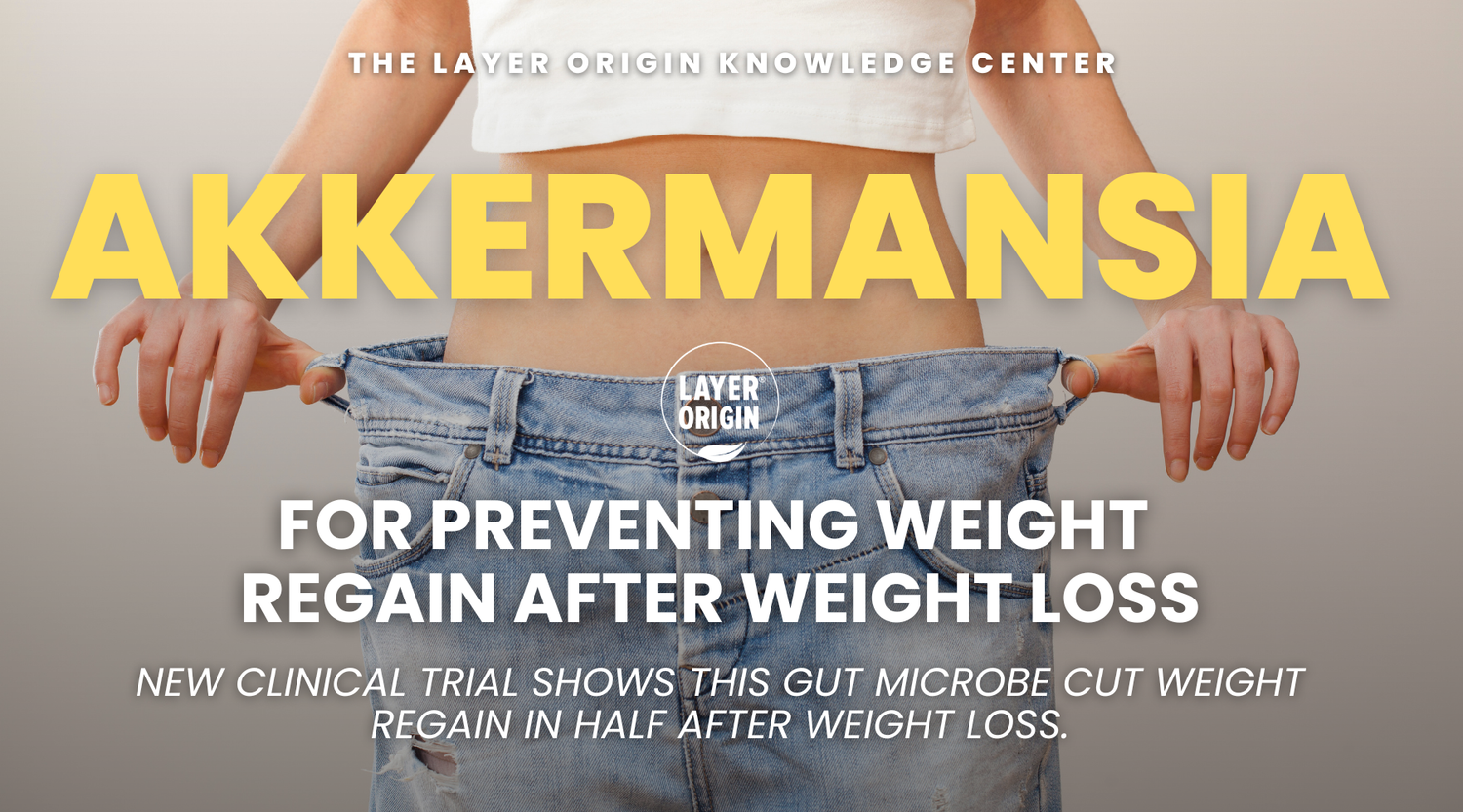 Can pasteurized Akkermansia muciniphila prevent weight regain after weight loss?
