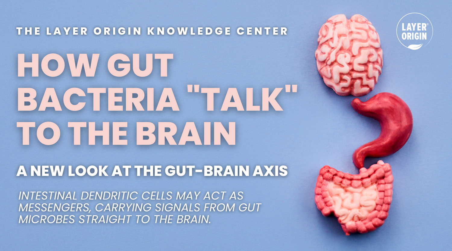 How Gut Bacteria "Talk" to the Brain? - Intestinal Dendritic Cells