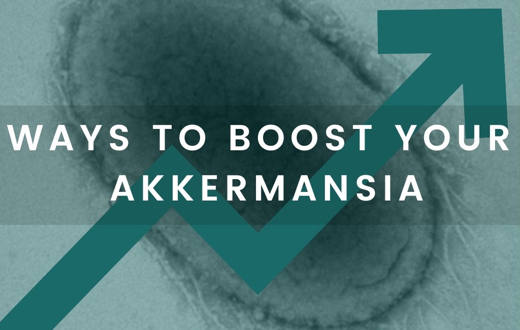 How to Boost Akkermansia in Your Gut? – A Comprehensive Guide - Layer Origin Nutrition