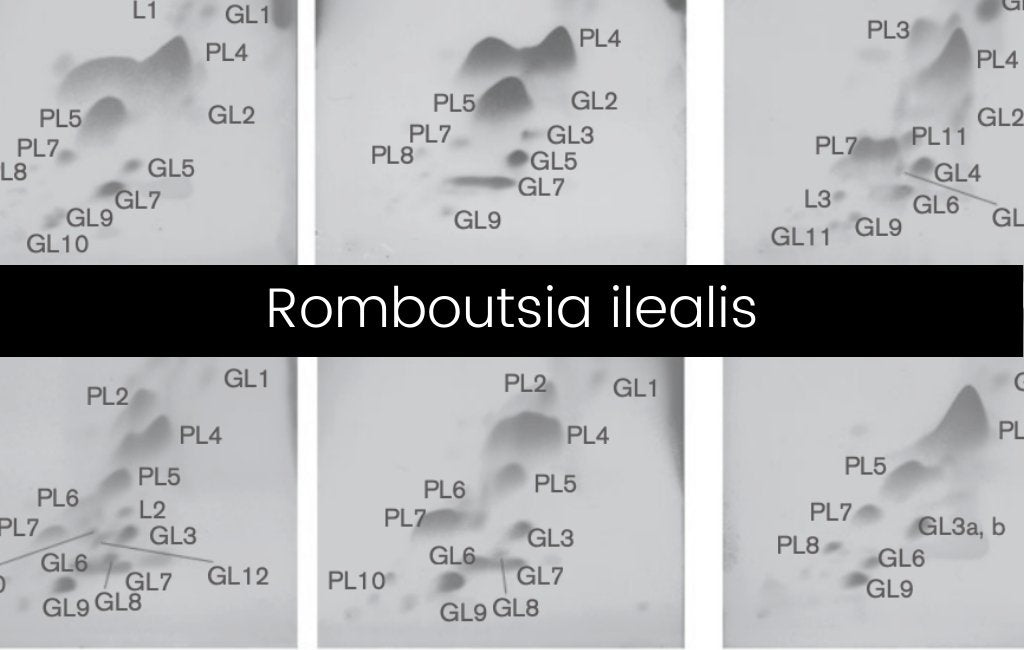 Romboutsia ilealis: How is this Bacteria Linked to Healthy Fats? - Layer Origin Nutrition