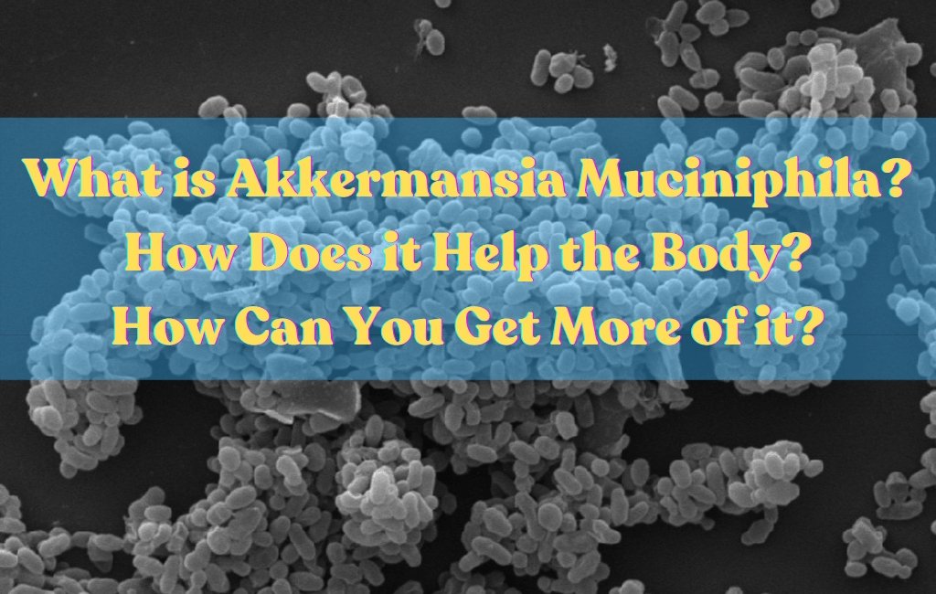 What is Akkermansia Muciniphila? - Layer Origin Nutrition