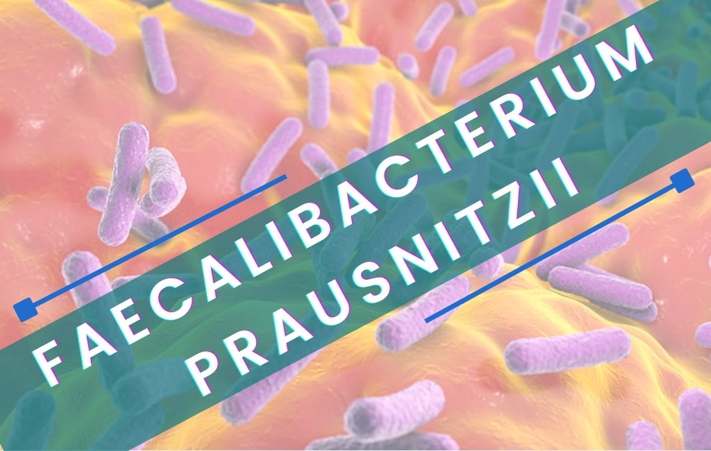 What is Faecalibacterium Prausnitzii and How Can You Increase Faecalibacterium Prausnitzii? - Layer Origin Nutrition