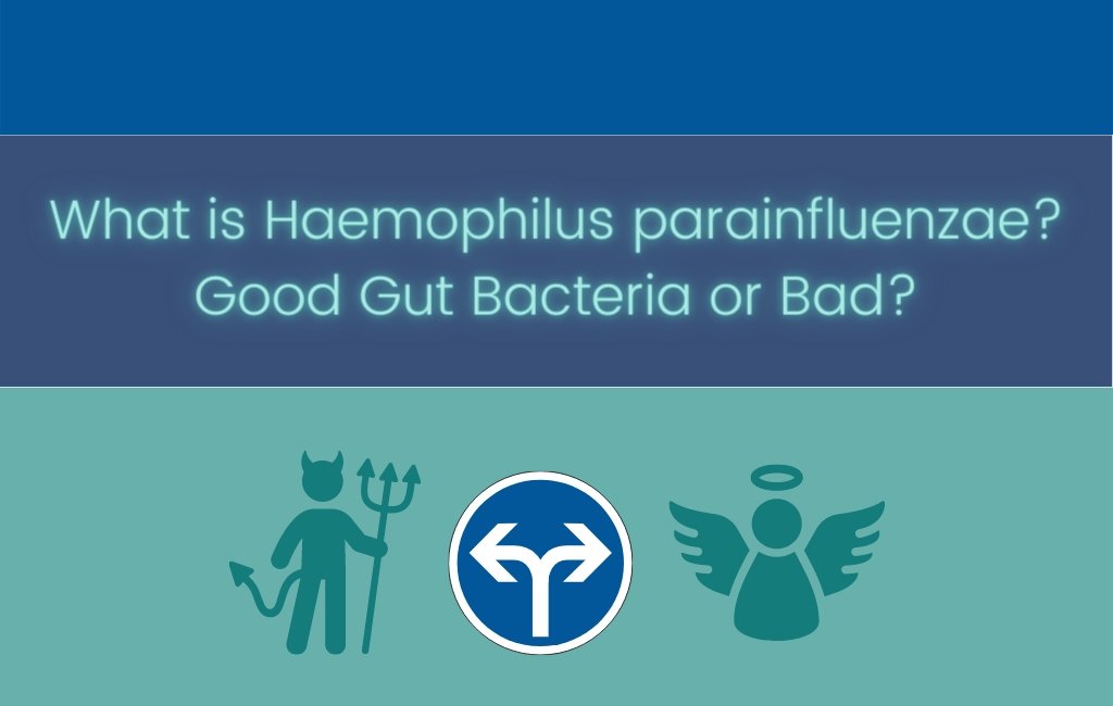 What is Haemophilus parainfluenzae and is it Actually a Good Gut Microbe? - Layer Origin Nutrition