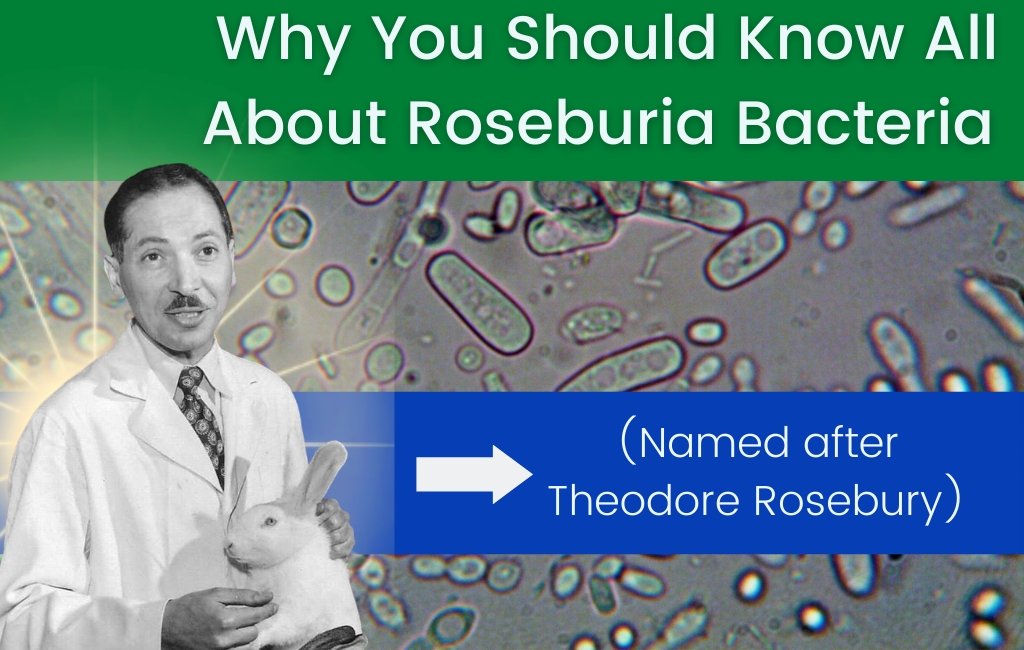 Why You Should Know All About Roseburia Bacteria - Layer Origin Nutrition