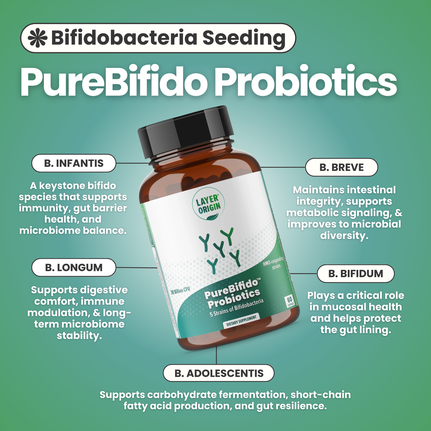 PureBifido Probiotics bottle with text about different bifidobacteria strains on a green background