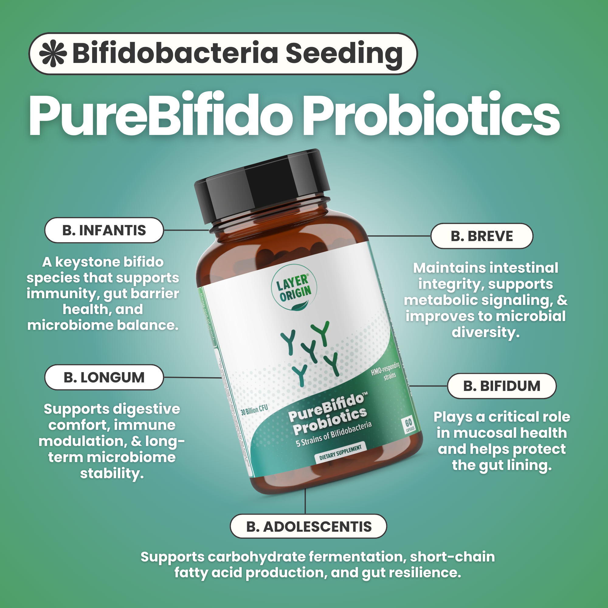 PureBifido Probiotics bottle with text about different bifidobacteria strains on a green background